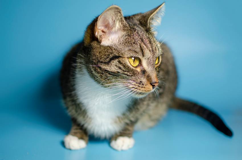 cat blue background