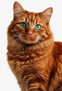 Brown cat with floppy ears looking alert