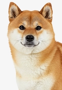 Shiba Inu sitting and looking directly at the camera