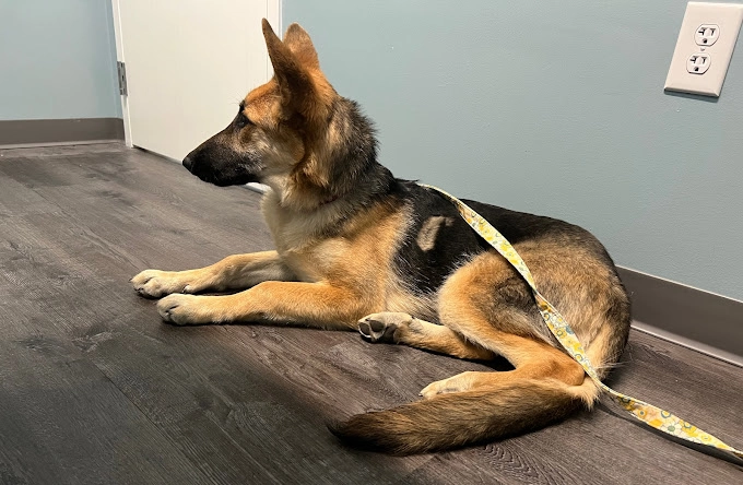 German Shepherd lying on a veterinary examination table