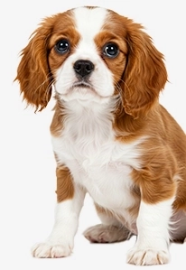 Beagle puppy sitting and looking curious