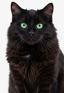 Black cat with yellow eyes sitting and staring forward
