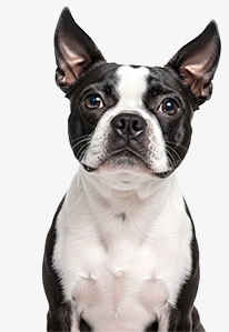 Boston Terrier with a serious expression, sitting upright