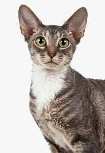 Striped tabby cat sitting and looking at the camera