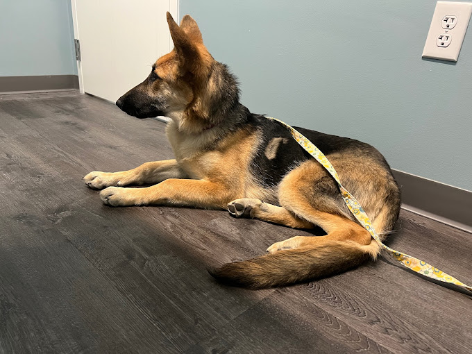 German Shepherd lying on a veterinary examination table