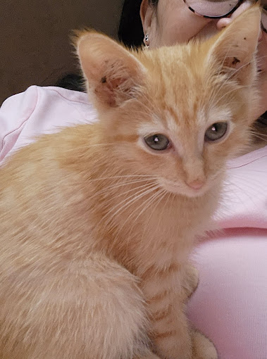Orange kitten