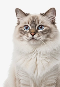 Fluffy gray cat sitting and looking calm
