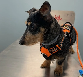 dog in vet